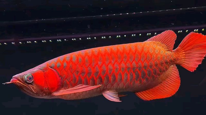 有哪些品牌的辣椒紅龍魚值得推薦？ 有哪些品牌的辣椒紅龍魚值得推薦？ 龍魚百科 第13張