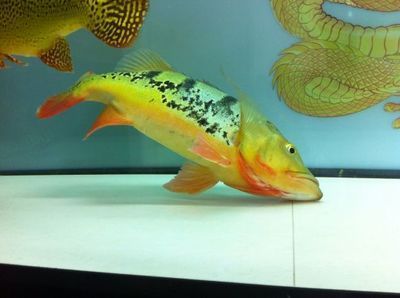金龍魚和皇冠三間混養怎樣：金龍魚和皇冠三間可以混養嗎