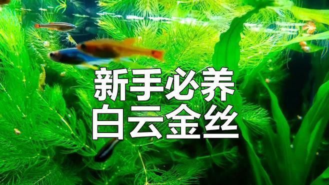冷水可以養什么魚