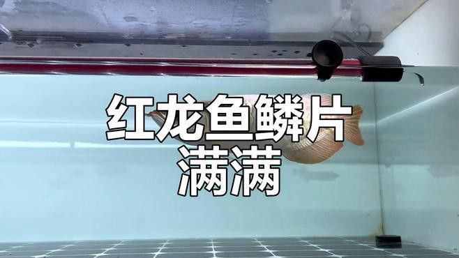 給我推薦一些優質的短身龍魚品種