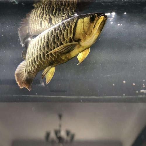 給我推薦一些優質的短身龍魚品種