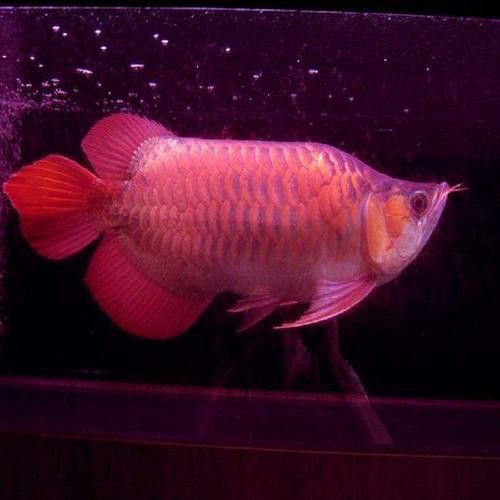 給我推薦一些優質的短身龍魚品種