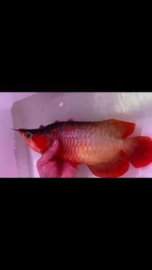給我推薦一些優質的短身龍魚品種