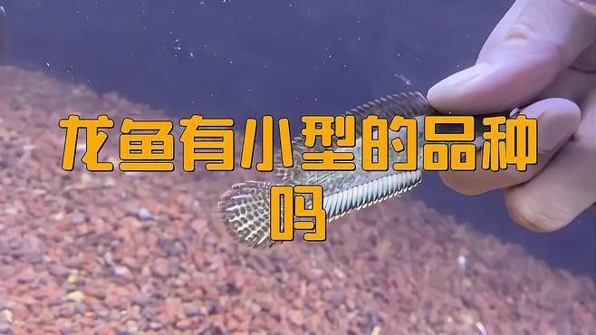 給我推薦一些優質的短身龍魚品種