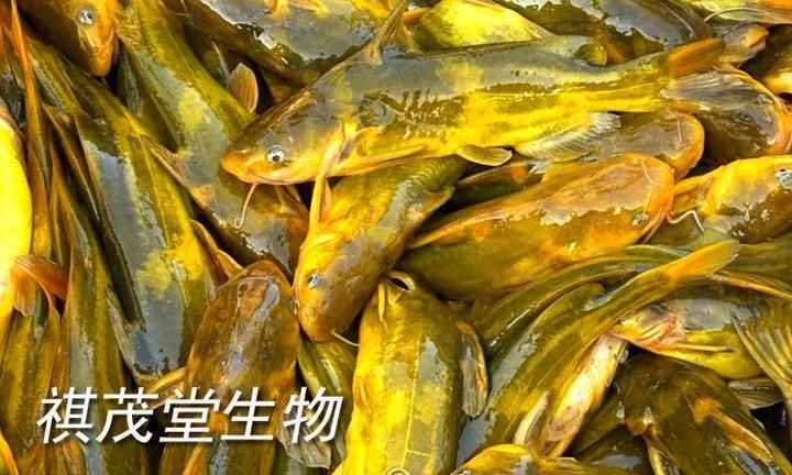 魚肚子變紅充血怎么回事