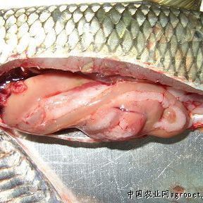 魚肚子變紅充血怎么回事