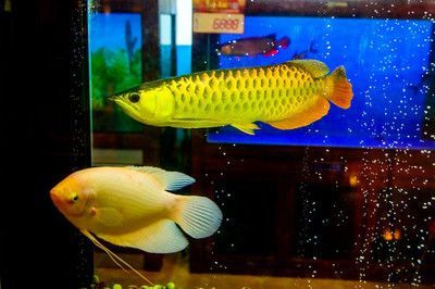 金龍魚能和招財魚一起養嗎怎么養：金龍魚和招財魚在理論上可以一起養但是不建議一起養