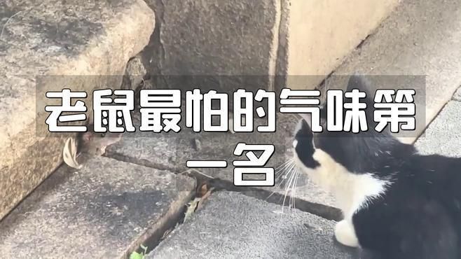 老鼠最怕的氣味第一名