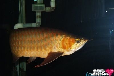 如何喂養(yǎng)金龍魚體型才能好，如何喂養(yǎng)金龍魚 如何喂養(yǎng)金龍魚體型才能好，如何喂養(yǎng)金龍魚 龍魚百科 第4張