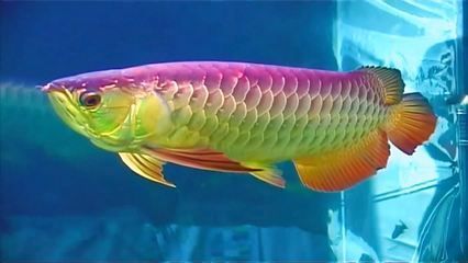 金龍魚認識主人嗎【金龍魚是認識主人的嗎，金龍魚能夠區分主人和陌生人】