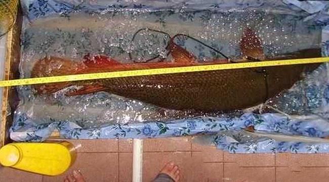 潛水艇魚食物新鮮度要求，潛水艇魚日常護(hù)理要點(diǎn)：潛水艇魚飼料自制方法