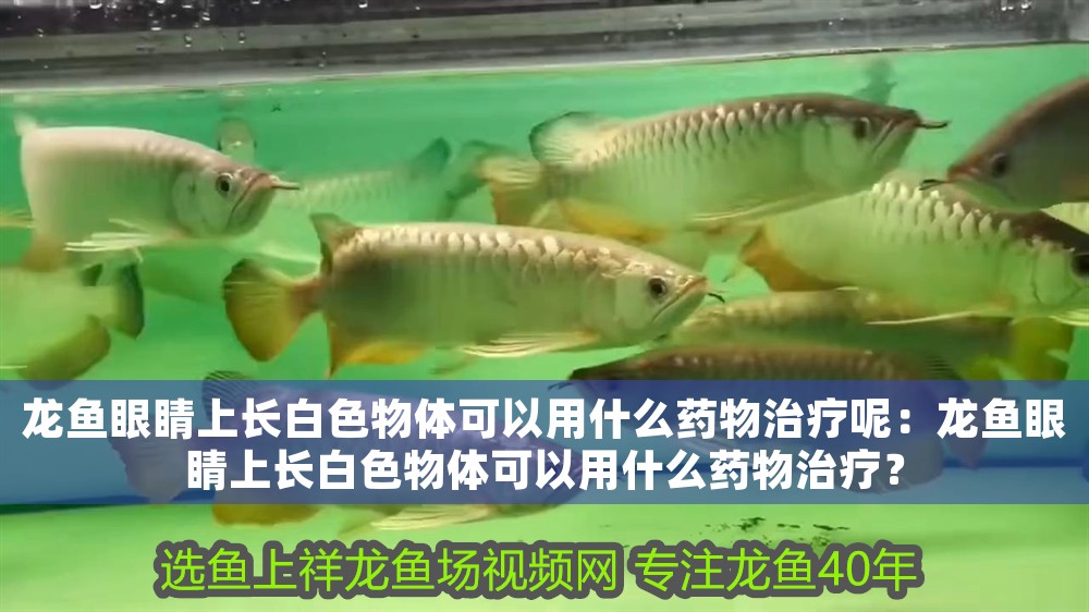 龍魚(yú)眼睛上長(zhǎng)白色物體可以用什么藥物治療呢：龍魚(yú)眼睛上長(zhǎng)白色物體可以用什么藥物治療？