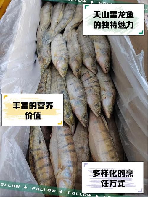 天山龍魚是什么魚種圖片