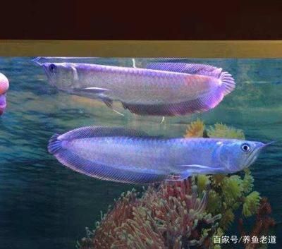 龍魚跳缸后的處理方法(龍魚從魚缸跳出來掉在地上是否會有事) 龍魚百科 第5張 龍魚跳缸后的處理方法(龍魚從魚缸跳出來掉在地上是否會有事) 龍魚跳缸后的處理方法(龍魚從魚缸跳出來掉在地上是否會有事) 龍魚百科 第5張