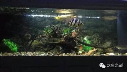 龍魚跳缸后的處理方法(龍魚從魚缸跳出來掉在地上是否會有事) 龍魚百科 第3張 龍魚跳缸后的處理方法(龍魚從魚缸跳出來掉在地上是否會有事) 龍魚跳缸后的處理方法(龍魚從魚缸跳出來掉在地上是否會有事) 龍魚百科 第3張