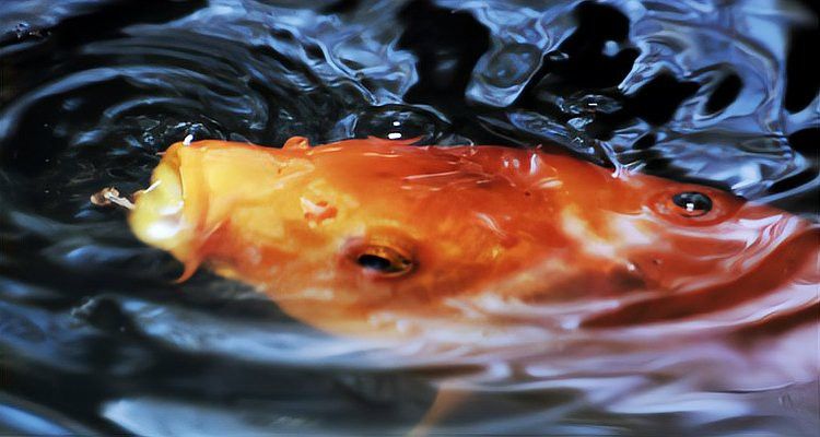 龍魚張嘴呼吸會死嗎？