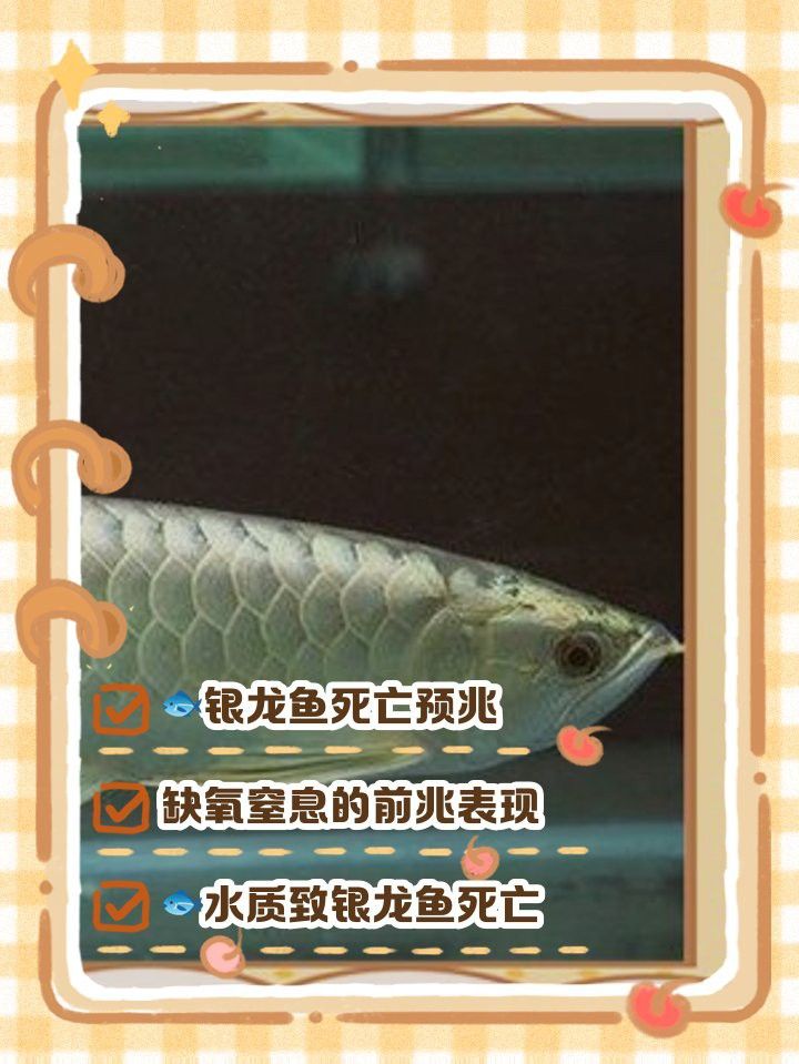 龍魚張嘴呼吸會死嗎？