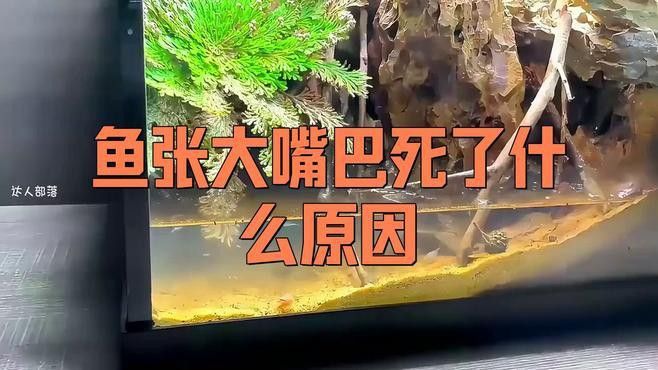 龍魚張嘴呼吸會死嗎？