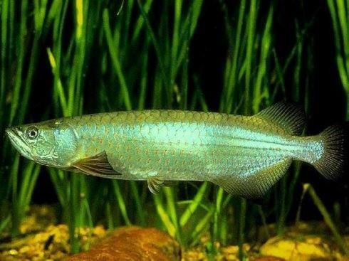 銀龍魚發青綠色怎么回事（未找到銀龍魚發青綠色的具體原因但找到了銀龍魚發綠的原因）