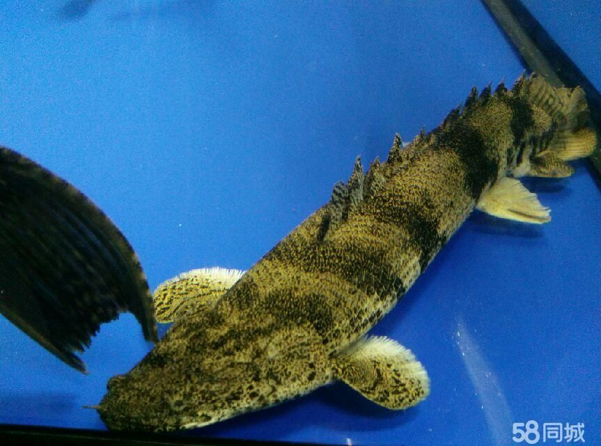 銀龍魚發青綠色怎么回事（未找到銀龍魚發青綠色的具體原因但找到了銀龍魚發綠的原因）