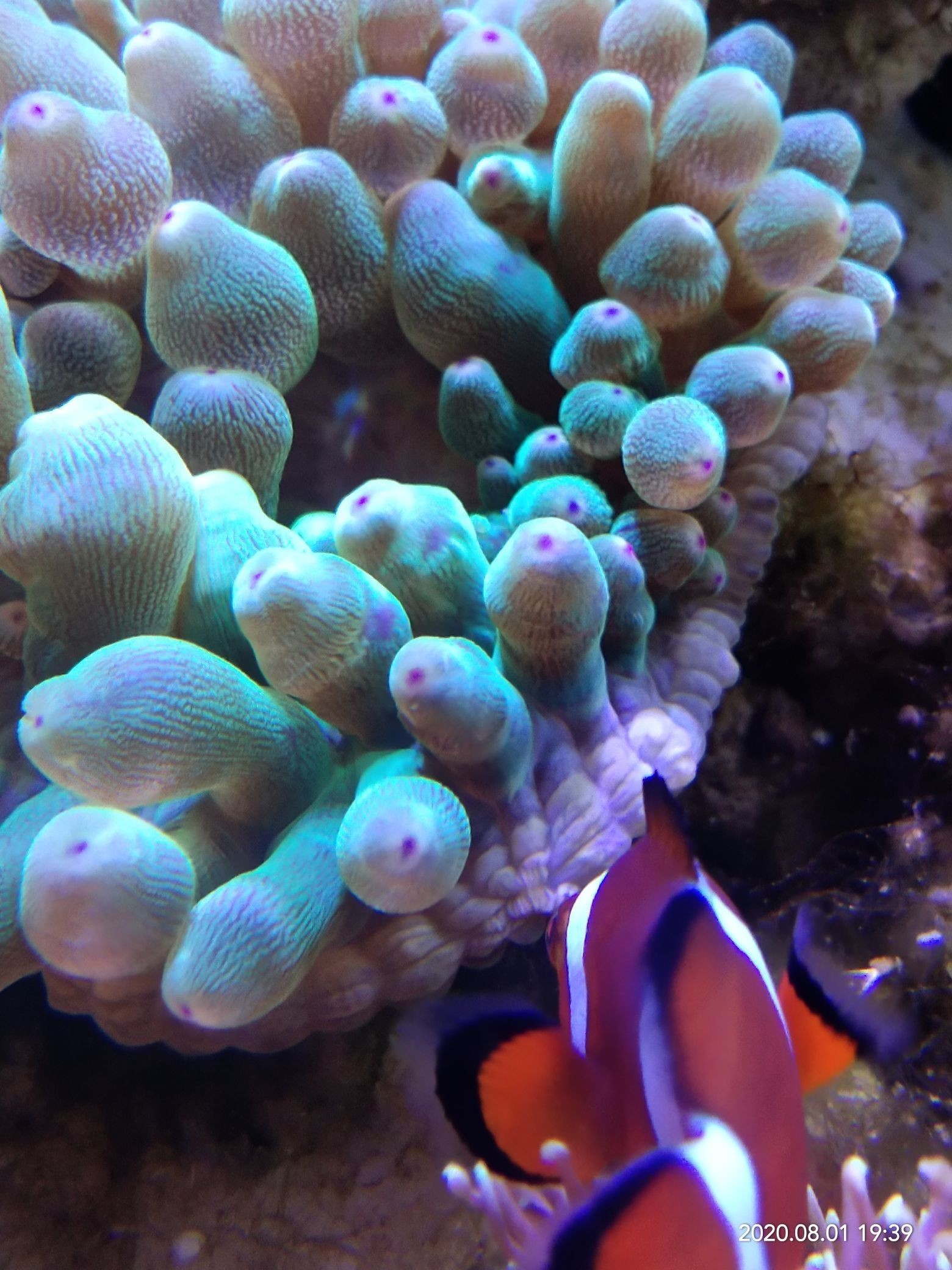 無錫水族館為啥我幻彩紐扣不開啊