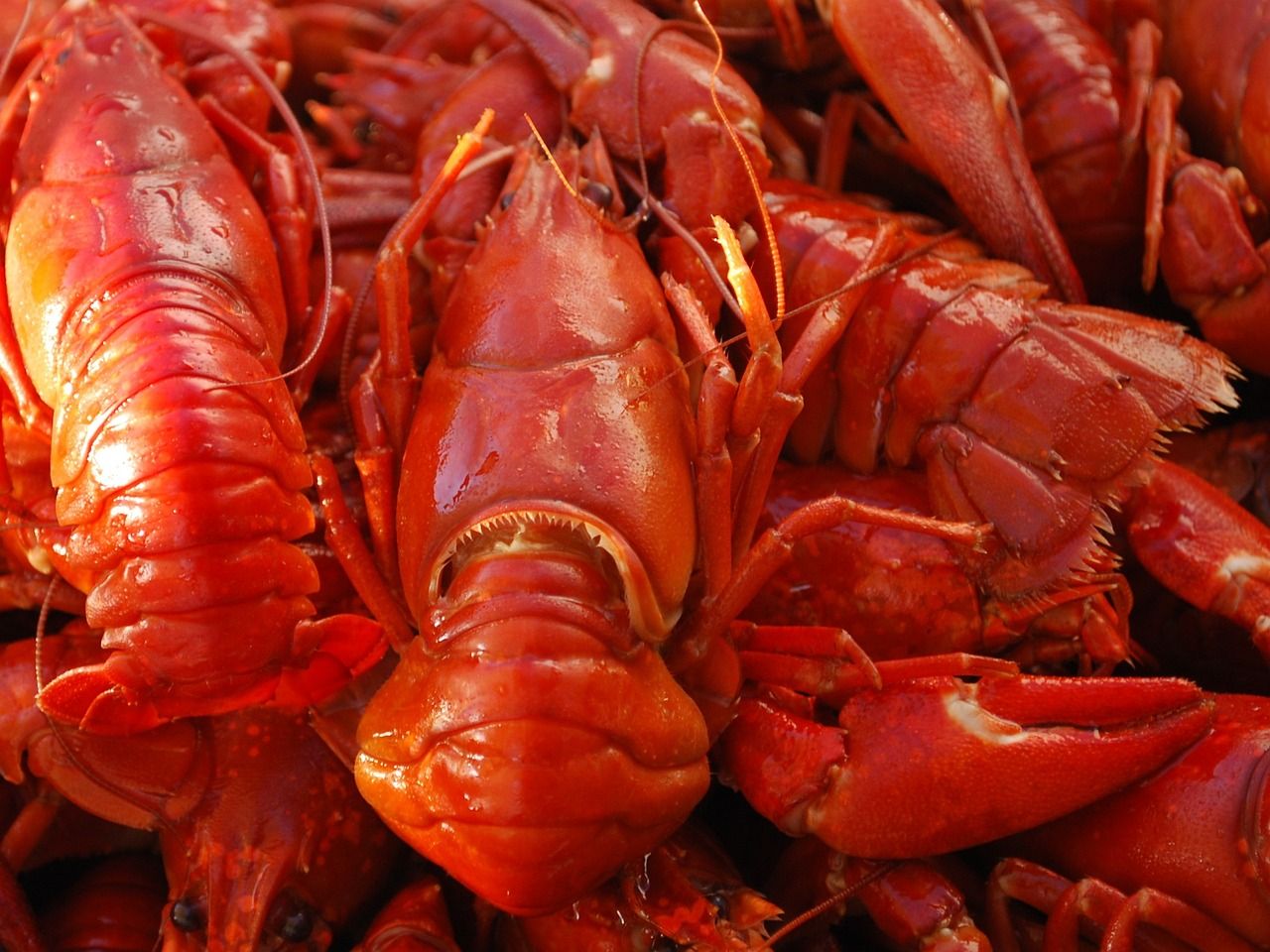 龍魚混養打架有什么好辦法：龍魚混養打架有什么好辦法嗎視頻