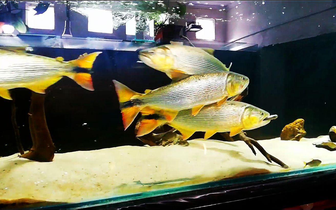黃金河虎能和龍魚混養嗎：混養虎魚和龍魚的喂食技巧,虎魚與龍魚混養比例是多少?