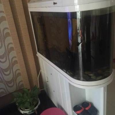 九龍魚缸選擇哪種龍魚最好看：九龍魚缸中養金龍魚、紅龍魚、銀龍魚、銀龍魚、青龍魚的選擇 九龍魚缸選擇哪種龍魚最好看：九龍魚缸中養金龍魚、紅龍魚、銀龍魚、銀龍魚、青龍魚的選擇 龍魚百科 第1張