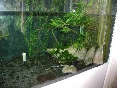 九龍魚缸選擇哪種龍魚最好看：九龍魚缸中養金龍魚、紅龍魚、銀龍魚、銀龍魚、青龍魚的選擇 九龍魚缸選擇哪種龍魚最好看：九龍魚缸中養金龍魚、紅龍魚、銀龍魚、銀龍魚、青龍魚的選擇 龍魚百科 第2張