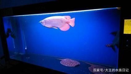 龍魚魚食什么好吃：龍魚專用飼料品牌排行 龍魚魚食什么好吃：龍魚專用飼料品牌排行 龍魚百科 第4張