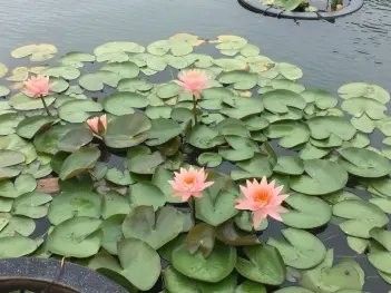 金龍魚賽鴿：金龍魚賽鴿成績記錄 金龍魚賽鴿：金龍魚賽鴿成績記錄 龍魚百科 第6張
