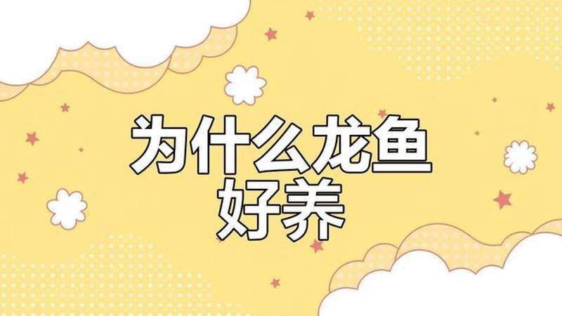 龍魚之家的魚怎么樣 龍魚之家的魚怎么樣 龍魚百科 第8張