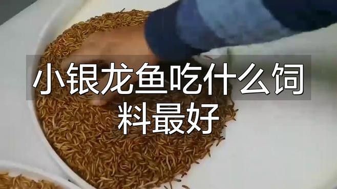 銀龍魚小魚苗怎么喂養