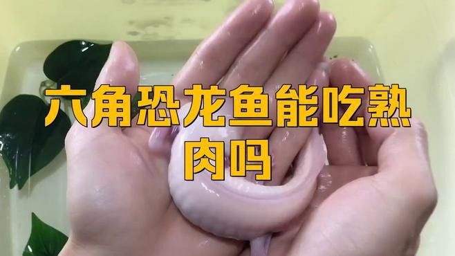 恐龍魚能不能吃熟肉類食物 恐龍魚能不能吃熟肉類食物 龍魚百科 第1張