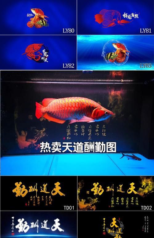 紅龍魚魚缸背景紙圖片欣賞 紅龍魚魚缸背景紙圖片欣賞 龍魚百科 第6張