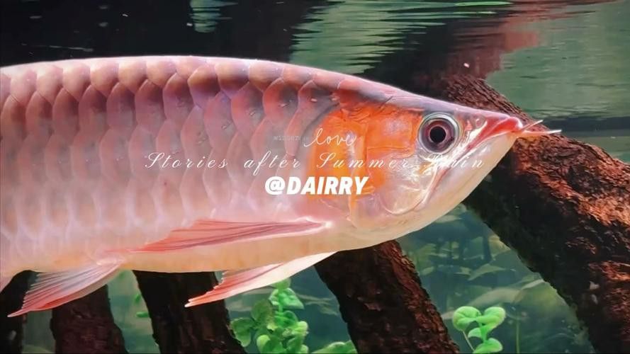 紅龍魚魚缸背景紙圖片欣賞 紅龍魚魚缸背景紙圖片欣賞 龍魚百科 第29張