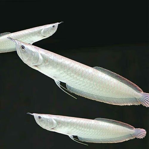 黃化銀龍魚圖片高清大圖