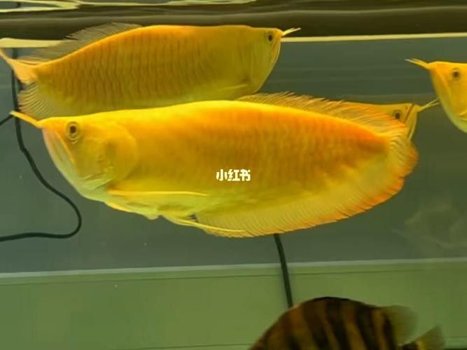 黃化銀龍魚圖片高清大圖