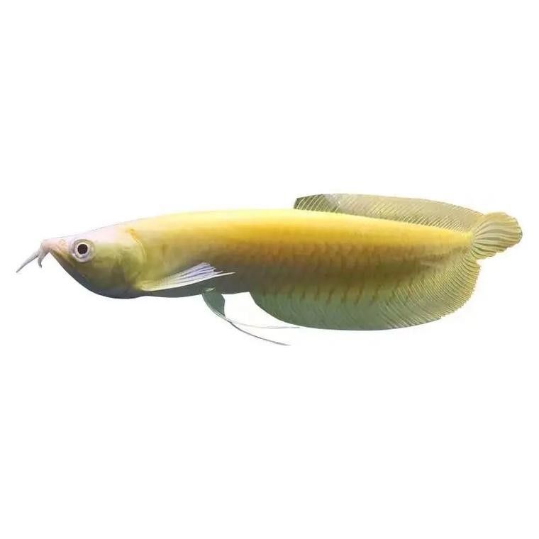 黃化銀龍魚圖片高清大圖