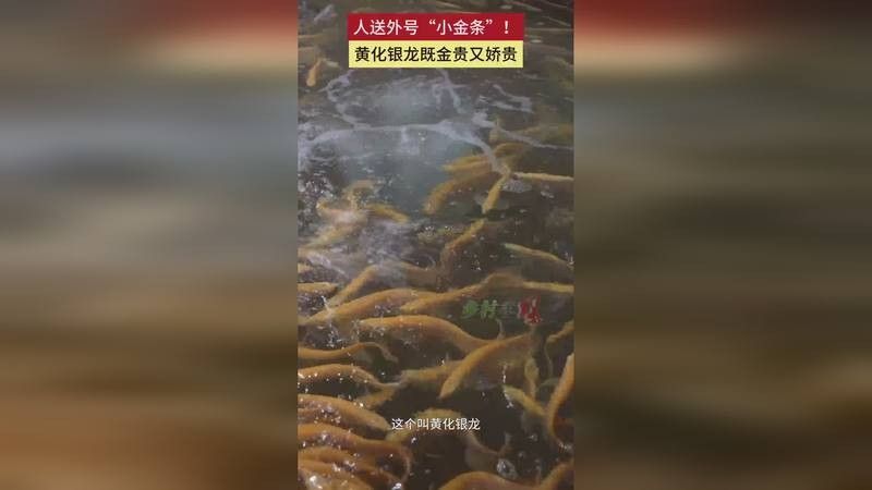 黃化銀龍魚圖片高清大圖