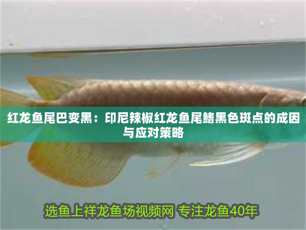 紅龍魚尾巴變黑：印尼辣椒紅龍魚尾鰭黑色斑點的成因與應對策略