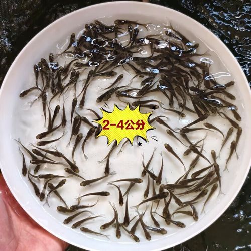 恐龍魚苗吃什么東西長得快 恐龍魚苗吃什么東西長得快 龍魚百科 第2張