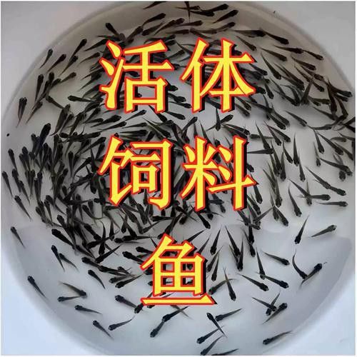 恐龍魚苗吃什么東西長得快 恐龍魚苗吃什么東西長得快 龍魚百科 第6張