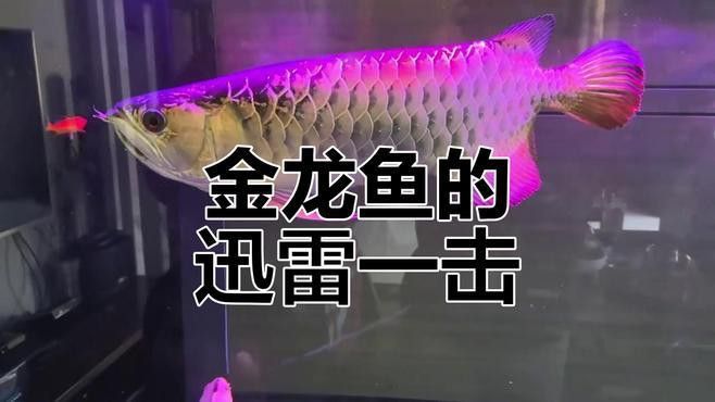 金龍魚進食視頻