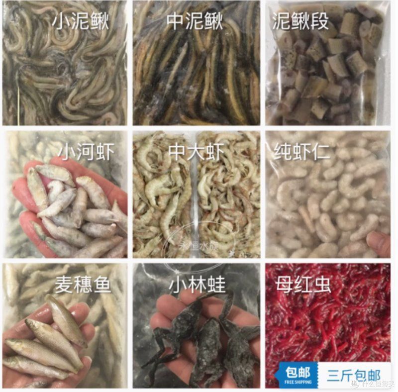 孟吉爾喂麥穗魚好還是蝦好呢
