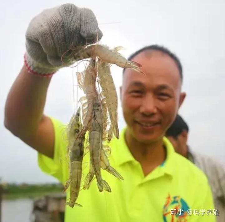 孟吉爾喂麥穗魚好還是蝦好呢