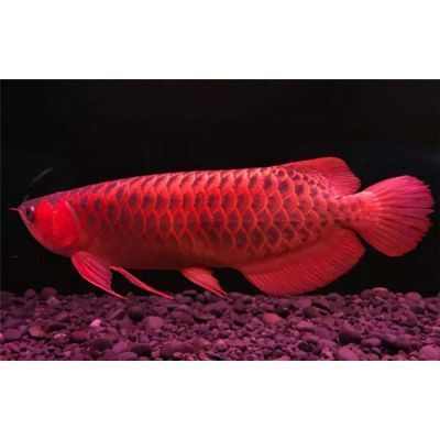 帝王紅雪蓮龍魚怎么養(yǎng)活：帝王紅雪蓮龍魚的飼養(yǎng)方法， 帝王紅雪蓮龍魚怎么養(yǎng)活：帝王紅雪蓮龍魚的飼養(yǎng)方法， 龍魚百科 第2張