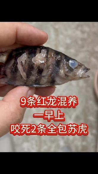金龍魚(yú)和虎魚(yú)打架誰(shuí)會(huì)贏