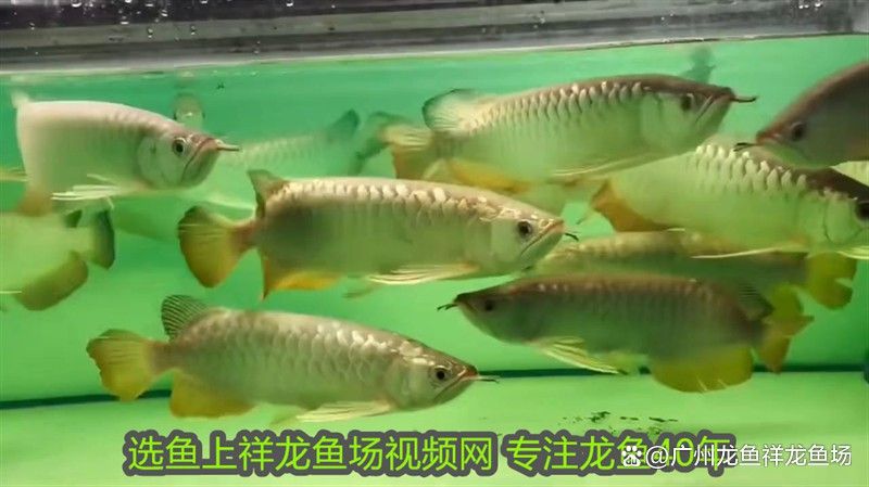 金龍魚(yú)和虎魚(yú)打架誰(shuí)會(huì)贏