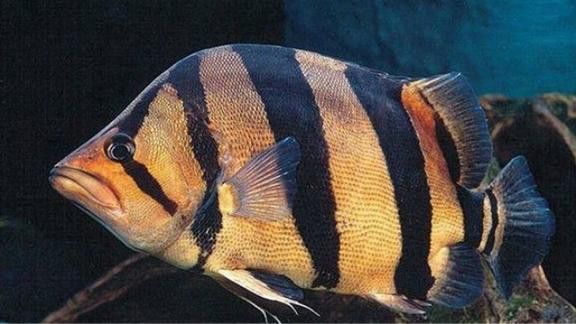 金龍魚(yú)和虎魚(yú)打架誰(shuí)會(huì)贏